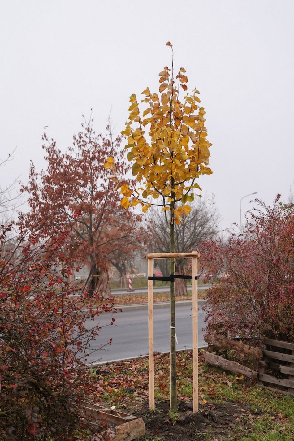 Łódź coraz bardziej zielona! Nowe drzewa pojawiły się na Górnej