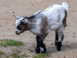 Nowi kumple dla Czesi. Minizoo w Orientarium Zoo Łódź ma nowych mieszkańców