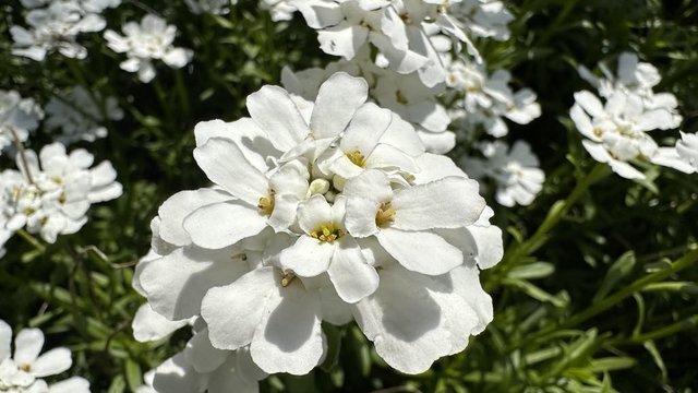Ogród Botaniczny w Łodzi zaprasza na spacer „Kwitnący maj”