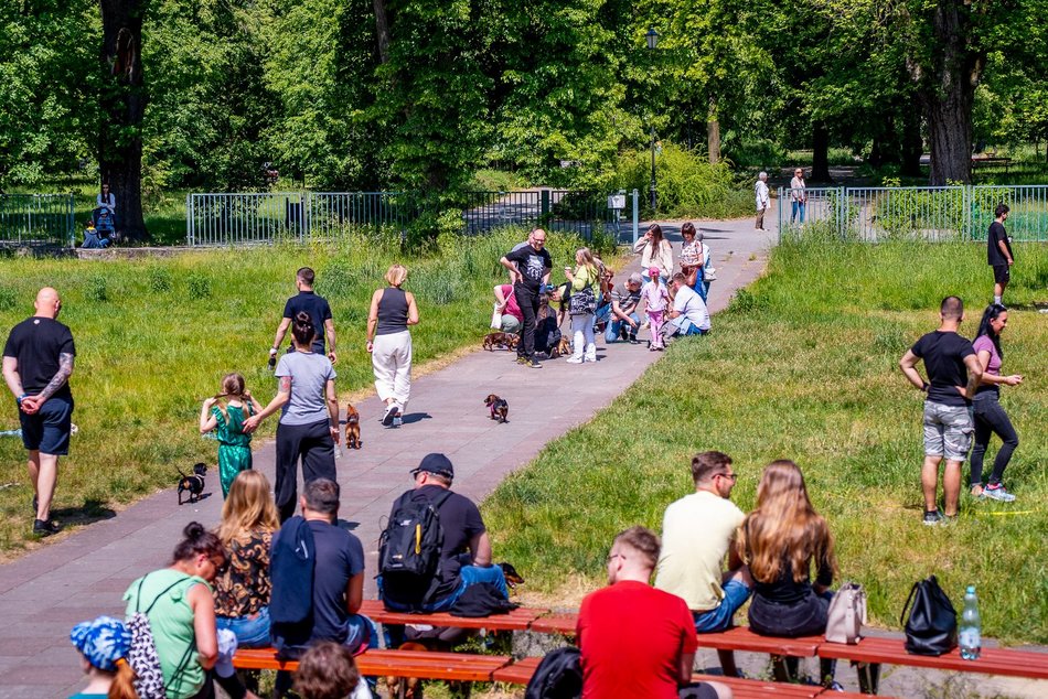 Jamnikówka w parku Poniatowskiego
