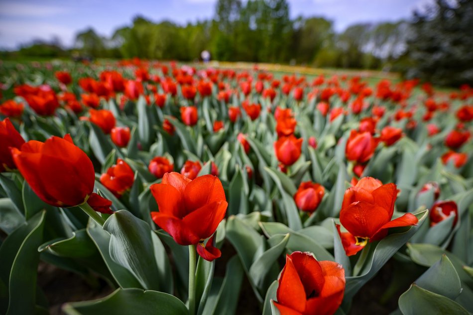 Morze tulipanów w Ogrodzie Botanicznym w Łodzi. Nie możesz tego przegapić