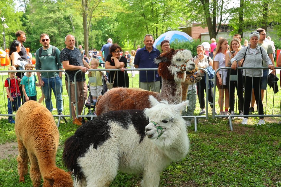 Łódź. Piknik na Młynku w Łodzi. Dmuchańce, alpaki, gigantyczne kręgle i rowery wodne