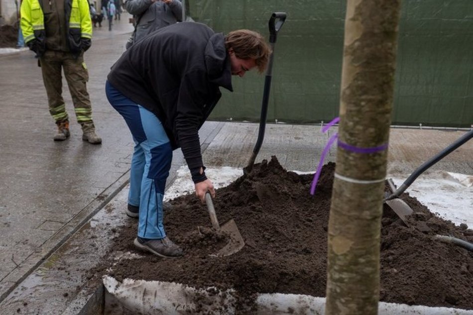 Łódź. Drzewa na Piotrkowskiej w Łodzi posadzone! Łodzianie uczestniczyli w imprezie