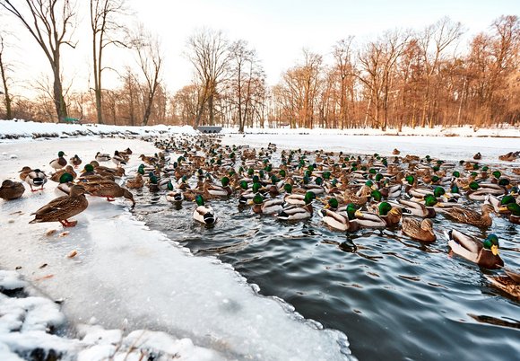 Łódź. Kaczki w wodzie nad stawem zimą