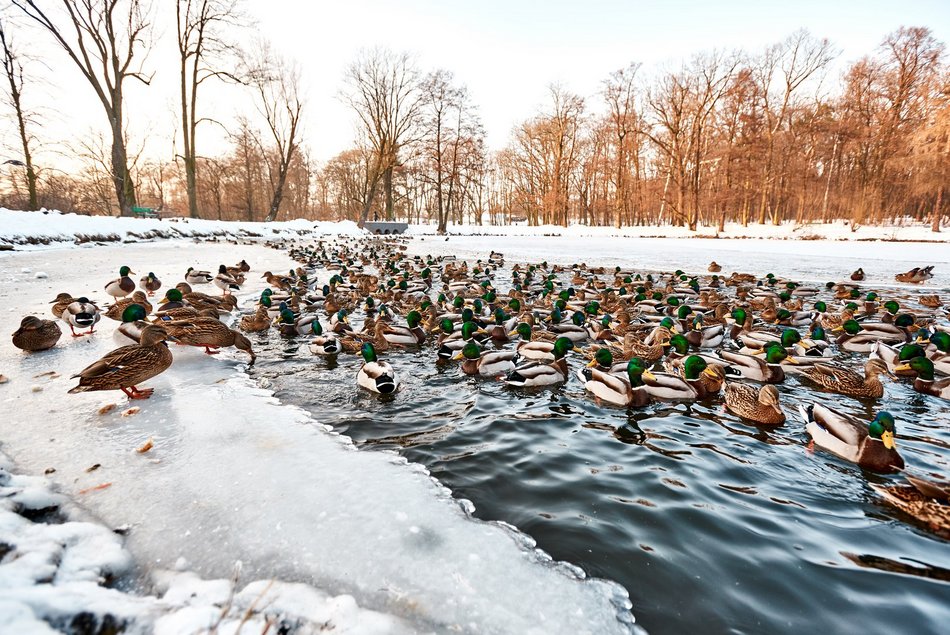 Łódź. Kaczki w wodzie nad stawem zimą
