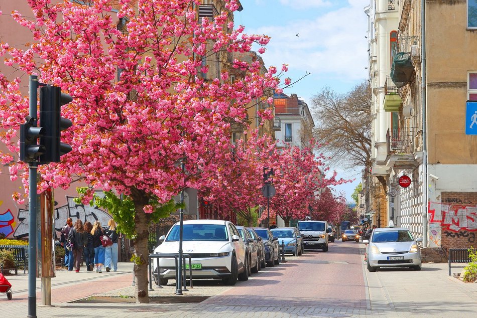 Przepiękne wiśnie kwitną na woonerfie Traugutta