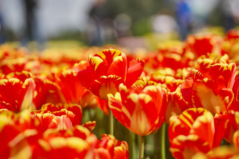 Kwitnące tulipany w Ogrodzie Botanicznym w Łodzi