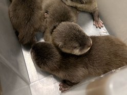 Nowe słodziaki w Orientarium Zoo Łódź. Sprawdź, co u nich słychać!