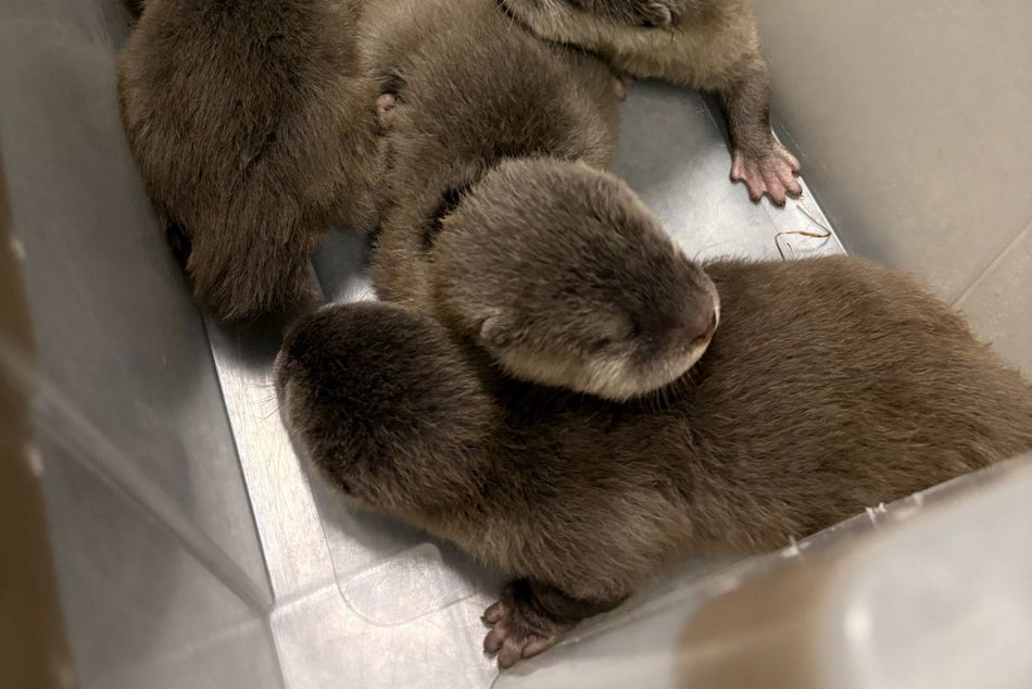 Nowe słodziaki w Orientarium Zoo Łódź. Sprawdź, co u nich słychać!