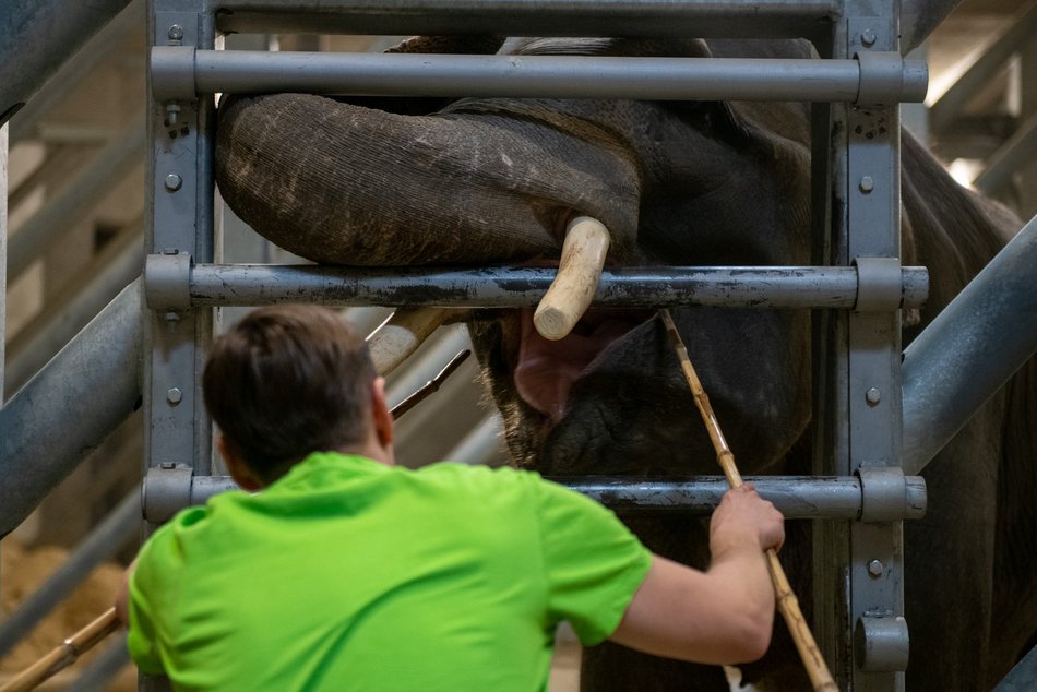 Orientarium Zoo Łódź slonie