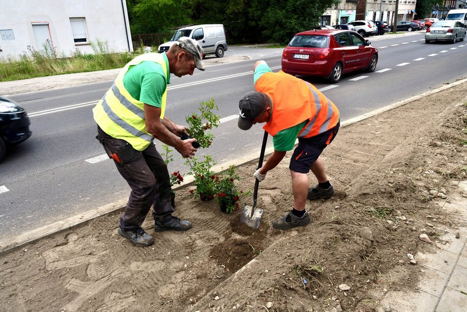 Aleksandrowska zielenieje! Nowe nasadzenia w ramach Budżetu Obywatelskiego Łódź