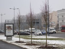 Łódź. Jeszcze więcej zieleni w mieście z ŁBO