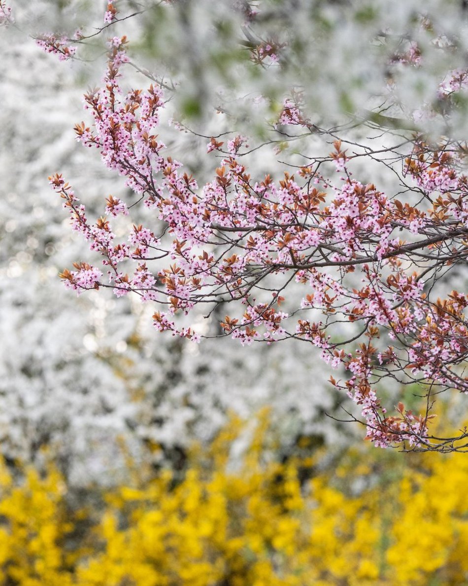Setki nowych drzew i morze kwiatów w Łodzi. Na których osiedlach pojawią się nasadzenia?