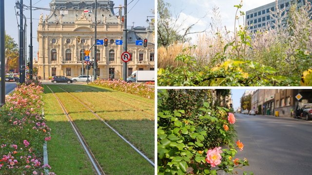 Łódź kwitnie również we wrześniu! Coraz więcej zieleni w centrum miasta [ZDJĘCIA]