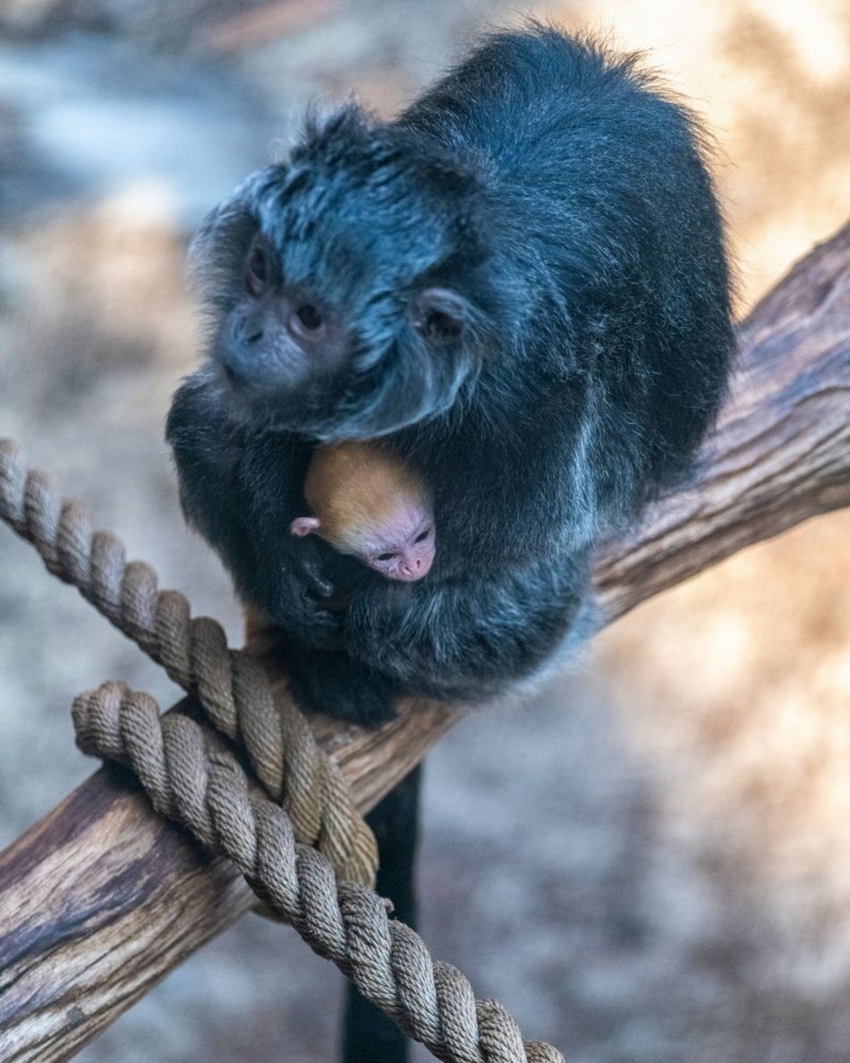 Langury jawajskie z Orientarium Zoo Łódź