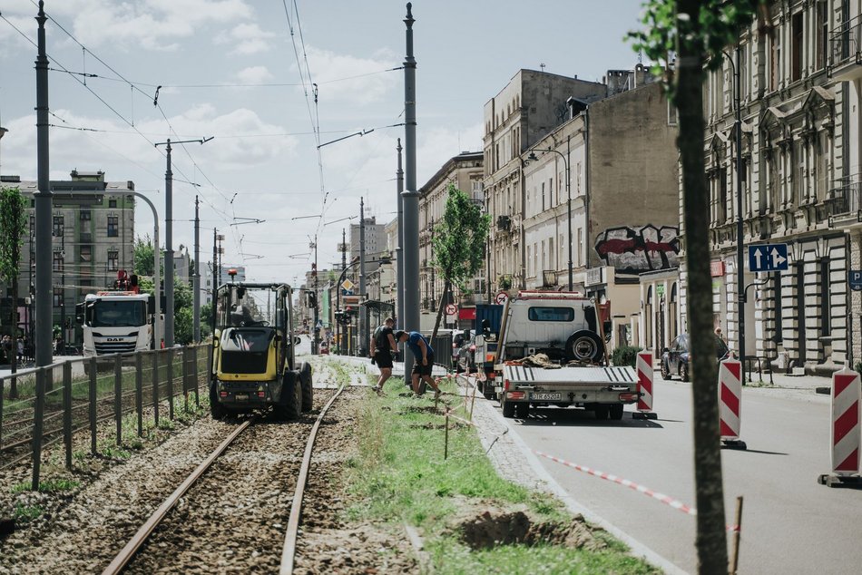 Więcej drzew przy Zachodniej w Łodzi! Trwa sadzenie 40 lip drobnolistnych