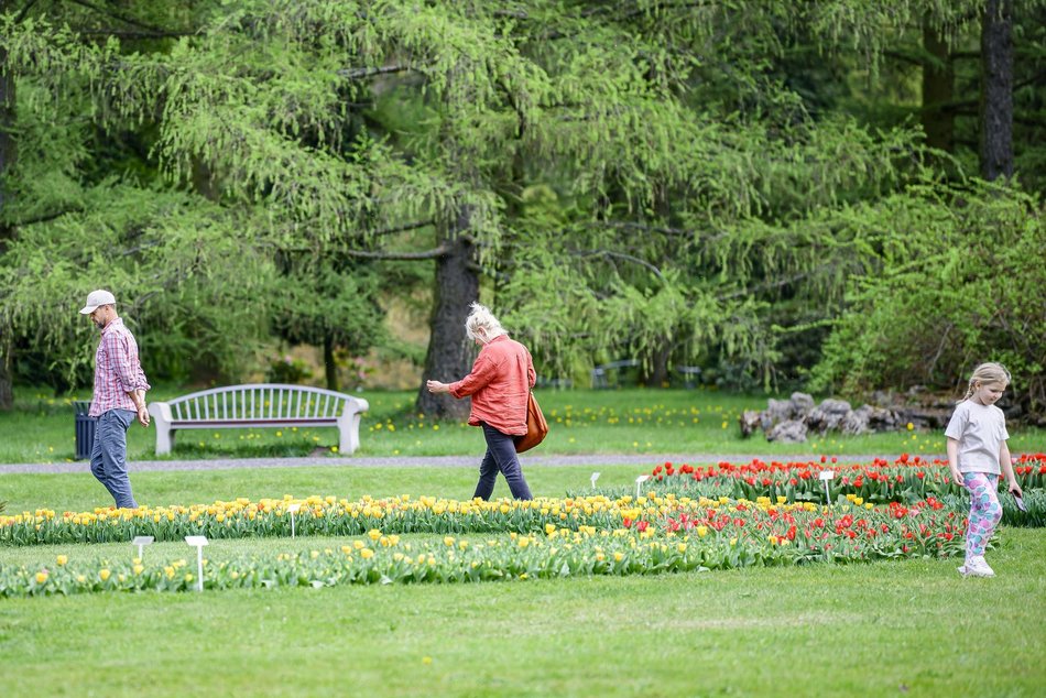 Morze tulipanów w Ogrodzie Botanicznym w Łodzi. Nie możesz tego przegapić