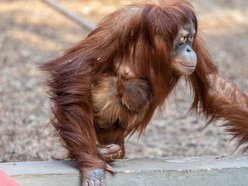Łódź. Orangutan sumatrzański urodził się w Orientarium Zoo Łódź. To sukces na skalę światową!