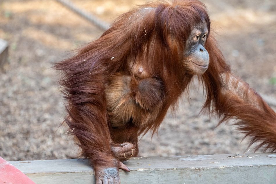 Łódź. Orangutan sumatrzański urodził się w Orientarium Zoo Łódź. To sukces na skalę światową!