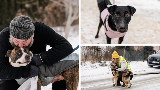 Psy ze schroniska w Łodzi znów na spacerze! Dla tych wesołych pyszczków aż chce się chodzić! [ZDJĘCIA]