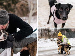 Łódź. Psy ze schroniska w Łodzi znów na spacerze! Dla tych wesołych pyszczków aż chce się chodzić!