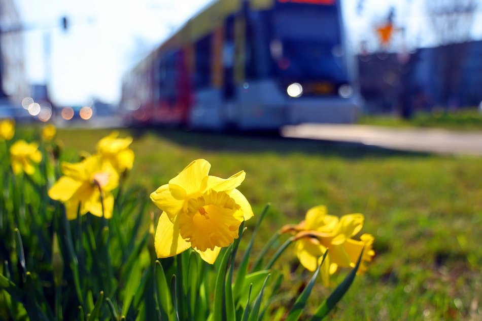 Żonkile opanowały rondo Solidarności w Łodzi. Zwróć na nie uwagę, kiedy stoisz na światłach