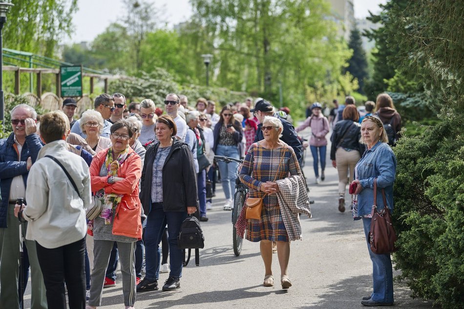 Kwitnące tulipany w Ogrodzie Botanicznym w Łodzi