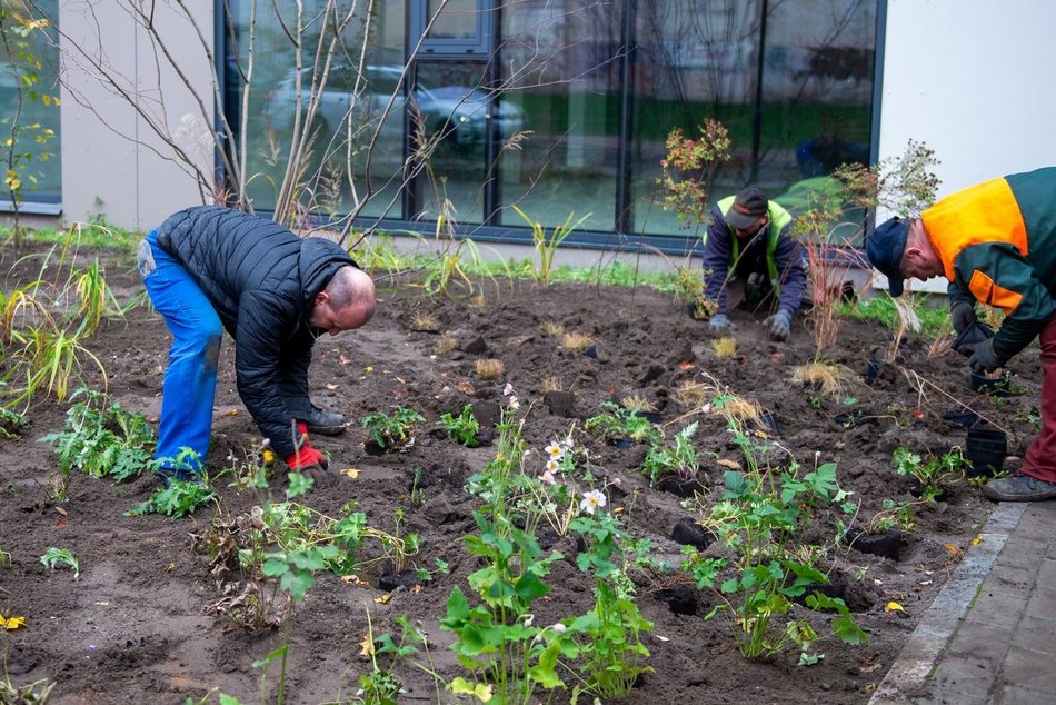 Nowy zieleniec przy Sass-Zdort, tuż przy Bibliotece Tuvim