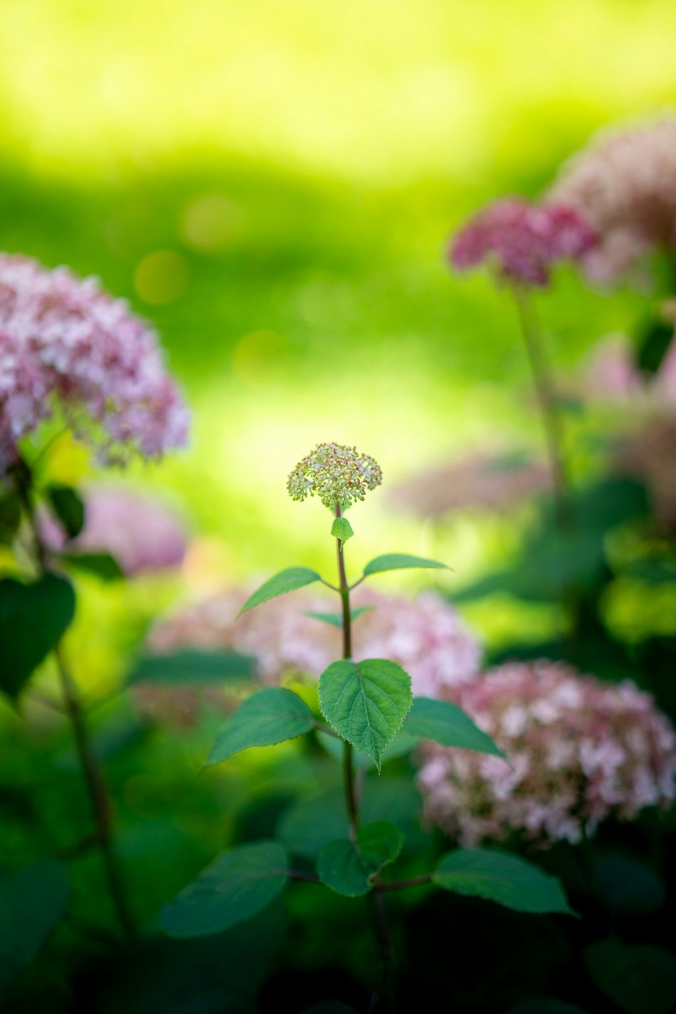 Łódź. Hortensje opanowały Ogród Botaniczny w Łodzi! To prawdziwa feeria barw