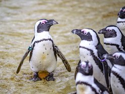 Wybierz się na pokazowe karmienie do Orientarium Zoo Łódź!