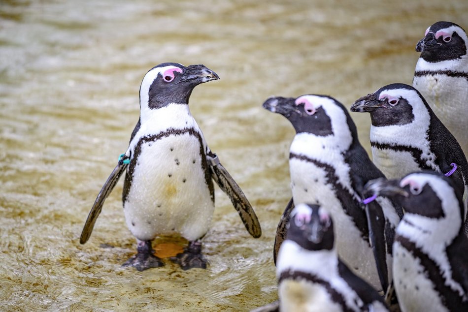 Wybierz się na pokazowe karmienie do Orientarium Zoo Łódź!