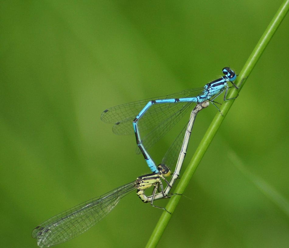 Łódź. Życie pod taflą wody. Niezwykły świat bezkręgowców w łódzkich rzekach