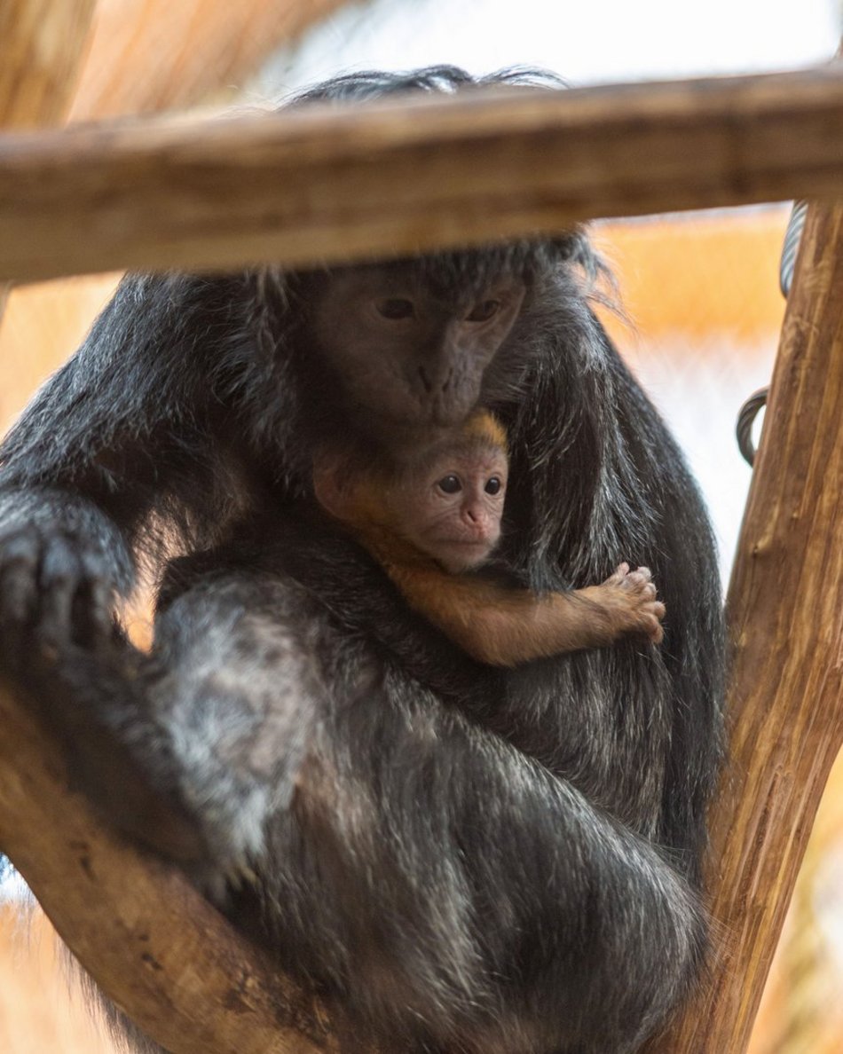 Łódź. Nowy mieszkaniec w Orientarium Zoo Łódź! To rzadki gatunek z Azji Południowo-Wschodniej