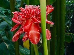 Łódź. Końcówka lata w Palmiarni w Łodzi. Czas kwiatów, owoców i niezwykłych atrakcji