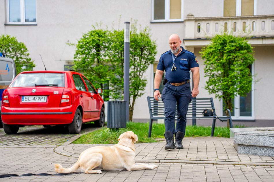 Łódź. Strażnik Maks. Uroczy labrador nowym funkcjonariuszem Straży Miejskiej w Łodzi