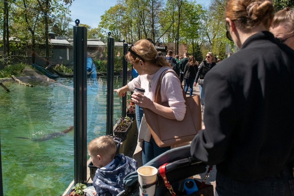 Orientarium Zoo Łódź na 602. Urodziny Łodzi. Polówka, dmuchańce i wyjątkowe karmienia!