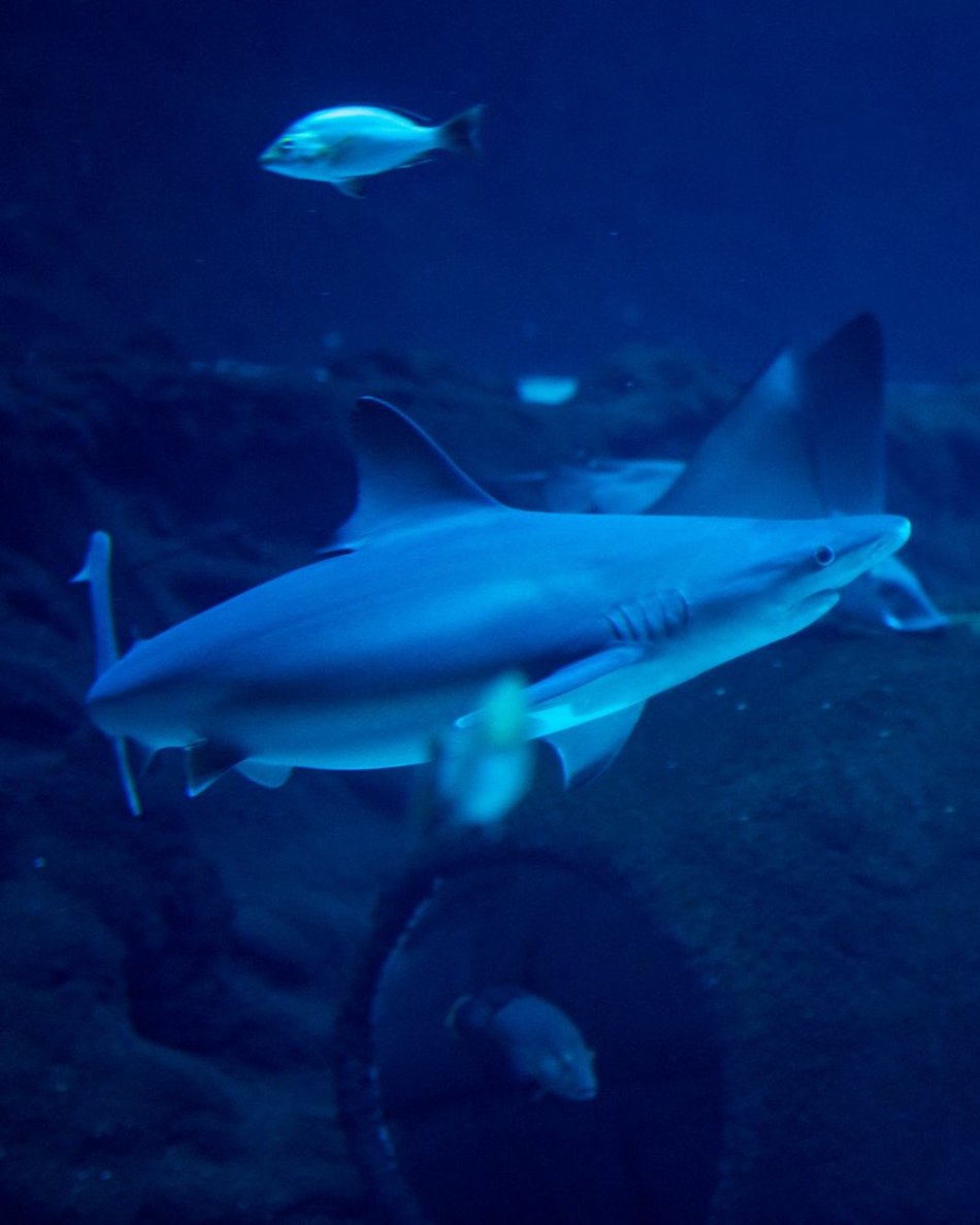 Rekiny w Orientarium Zoo Łódź