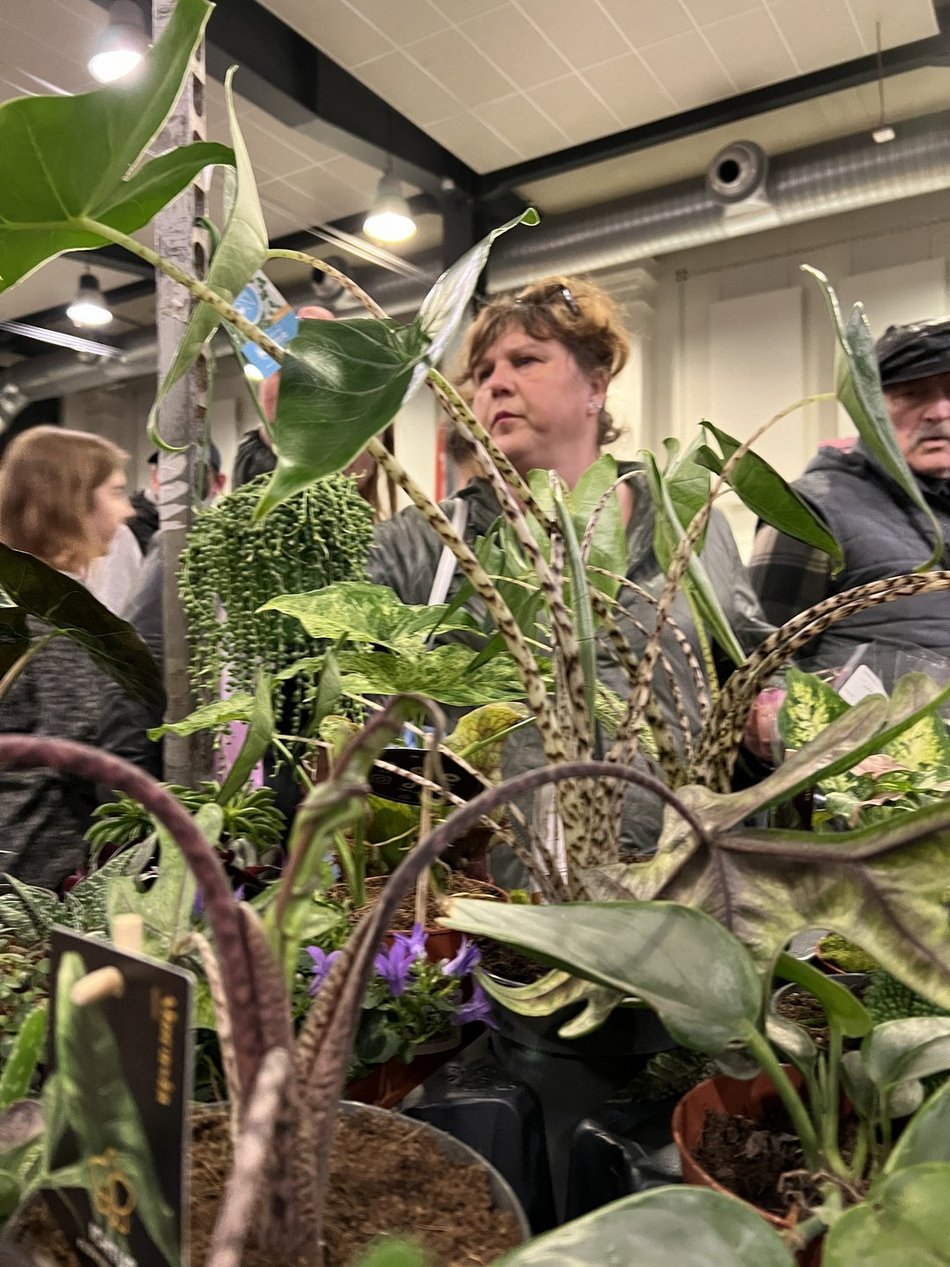 Festiwal Roślin w EC1 Łódź