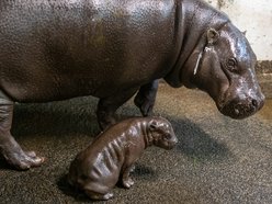 Mały hipopotam