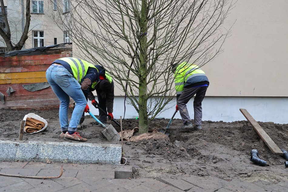 Sadzenie drzew i krzewów przy ul. Legionów