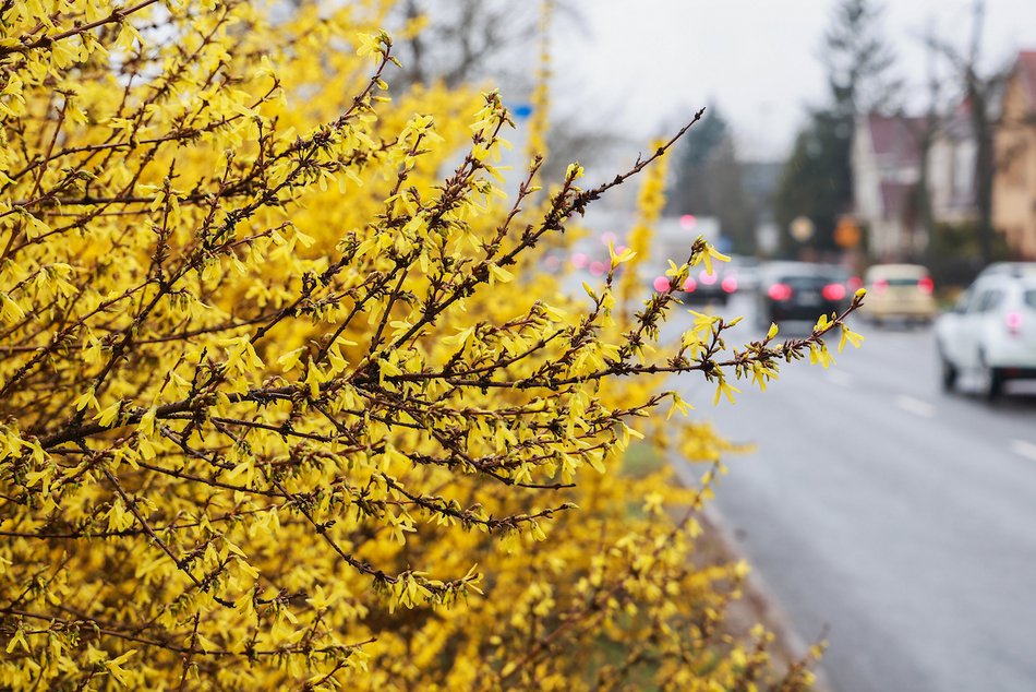 Łódź. Wiosna w pełni przy Julianowskiej. Zakwitły żółte forsycje