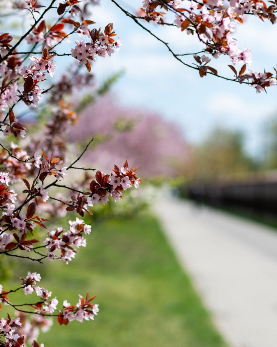 Łódź. Biało-różowy zawrót głowy na Rokicińskiej w Łodzi. Kwitnąca przyroda wygląda, jak z bajki!