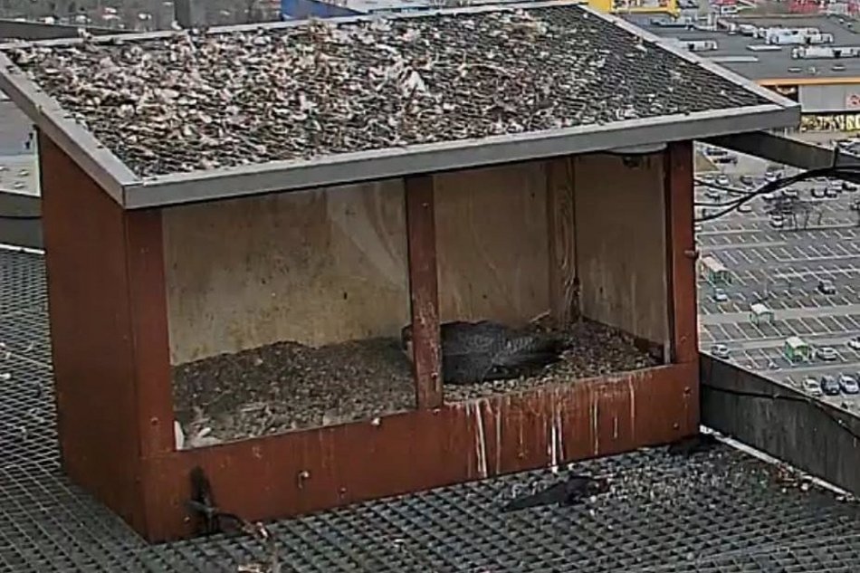 Hej, sokoły!! Para ptaków wędrownych złożyła jaja na kominie EC3! Zajrzyj im do gniazda!