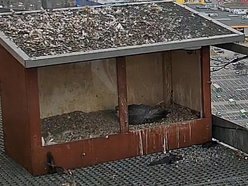 Hej, sokoły!! Para ptaków wędrownych złożyła jaja na kominie EC3! Zajrzyj im do gniazda!