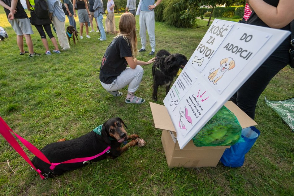 Łódź. Psia Polówka na Widzewskiej Górce. Psiaki przejęły dowodzenie!