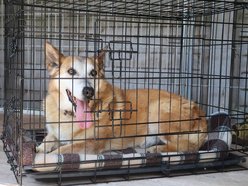 Łódź. Leon wreszcie znalazł dom! Po 10 latach czekania w schronisku w Łodzi