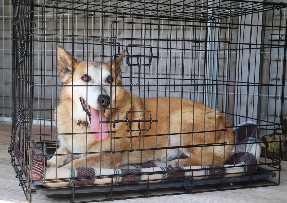 Łódź. Leon wreszcie znalazł dom! Po 10 latach czekania w schronisku w Łodzi