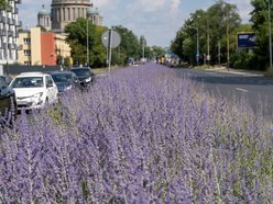 Wyjątkowe rośliny zakwitły na drodze do ronda Solidarności