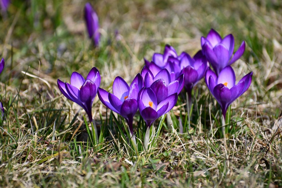 Łódź. Ogród Botaniczny w Łodzi gotowy na wiosenny sezon spacerowy. Kiedy otwarcie?