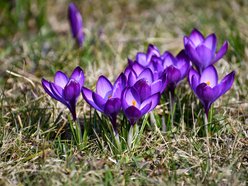 Łódź. Ogród Botaniczny w Łodzi gotowy na wiosenny sezon spacerowy. Kiedy otwarcie?